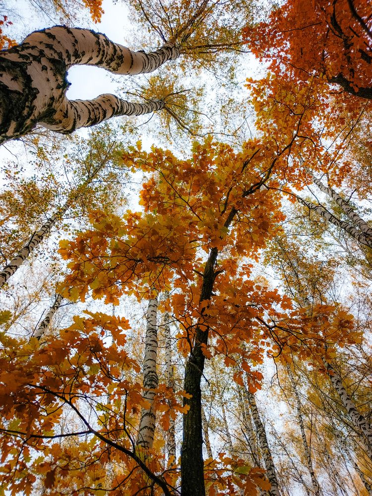Photo 2919486