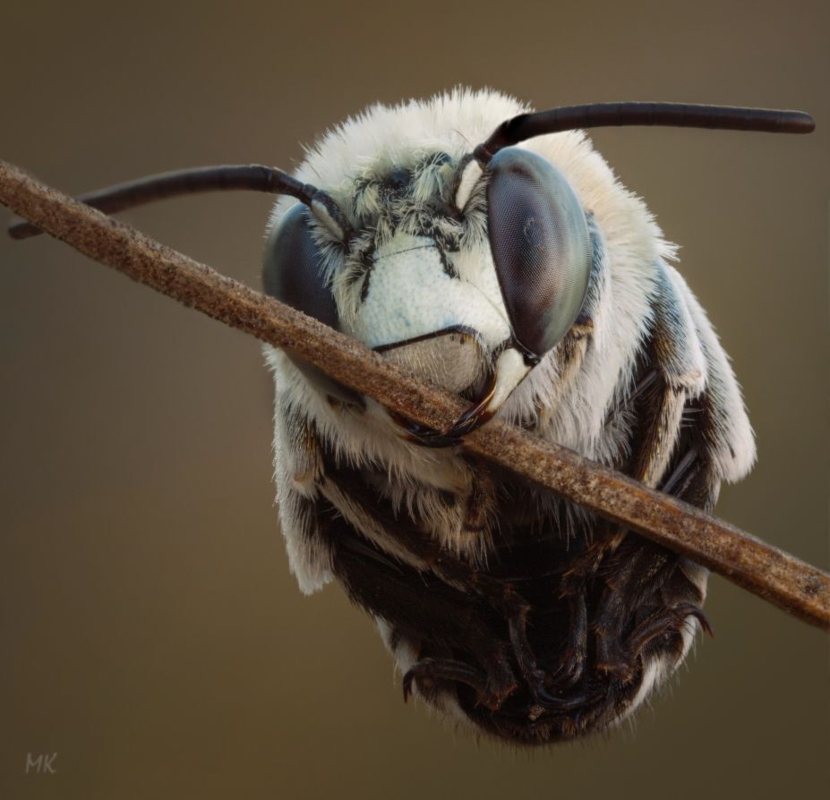 Новогодняя фотосессия