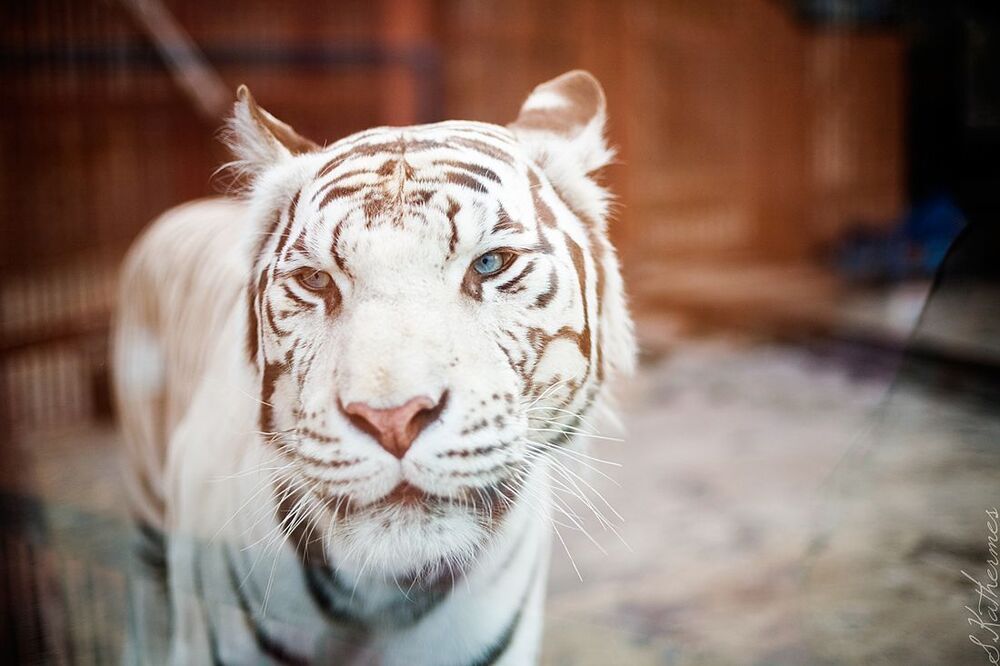 canon 5D + canon 50/1.4
