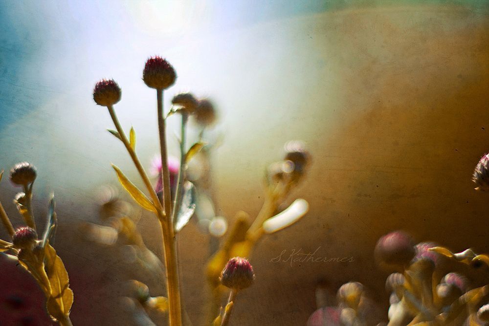 canon 40D + helios 40-2