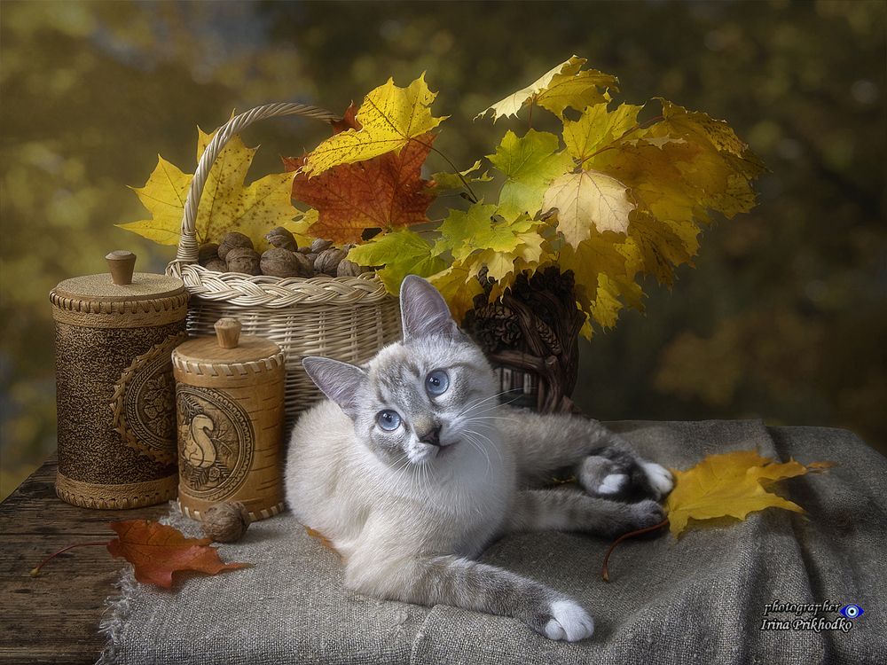 Осенние котики