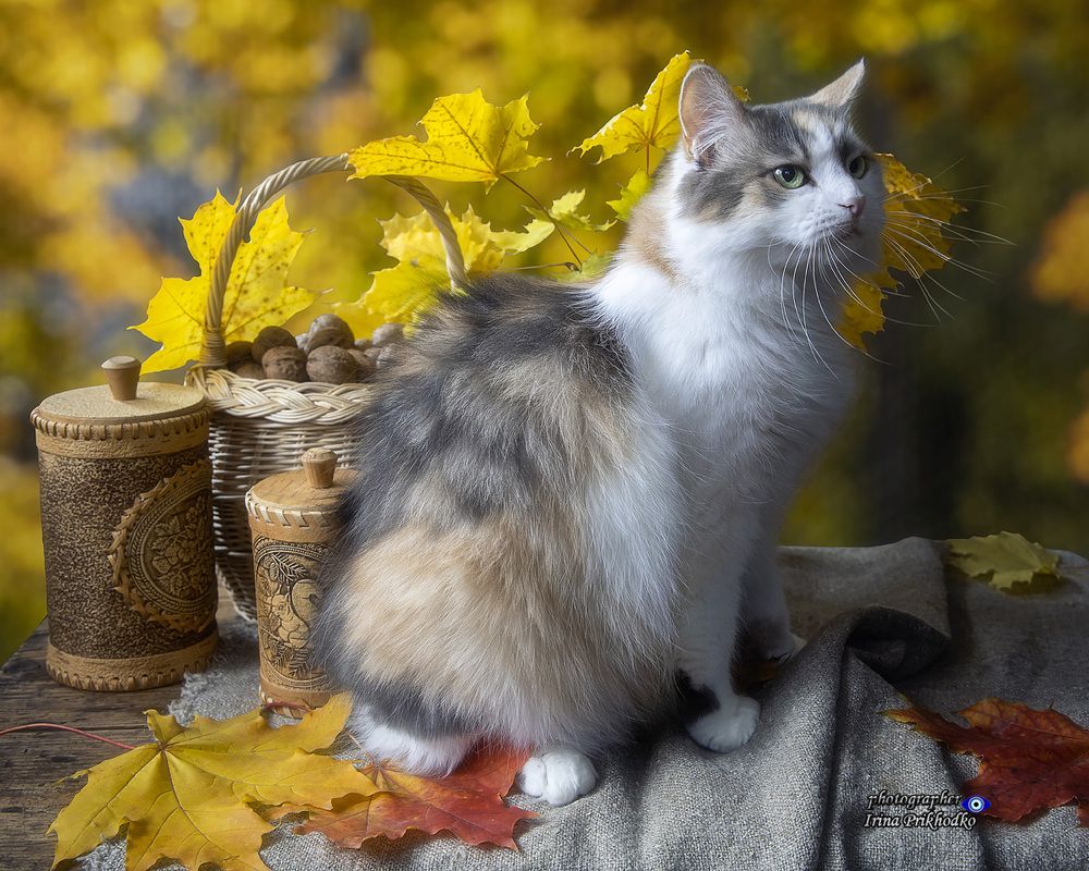 Осенние котики