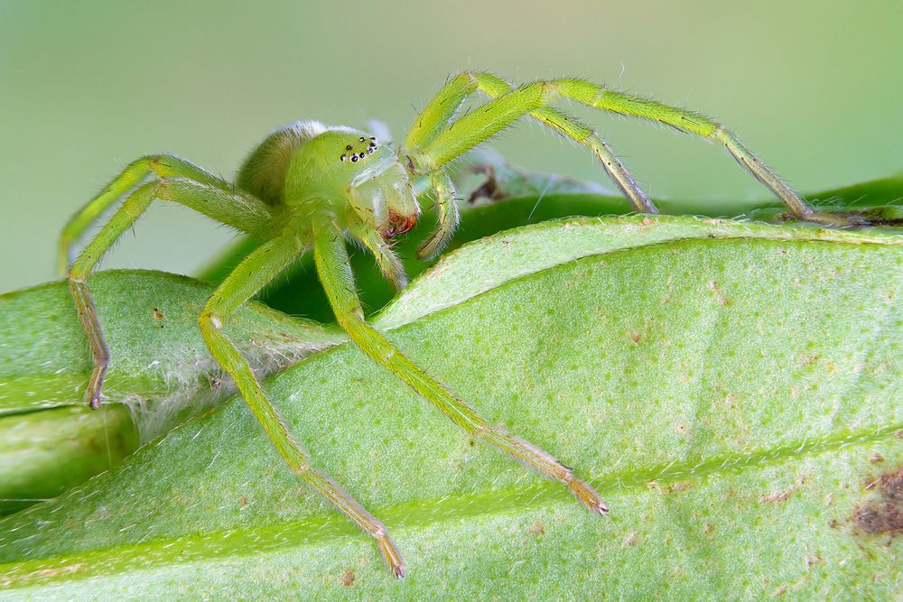 Пауки