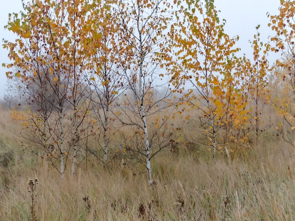 Photo 2921063
