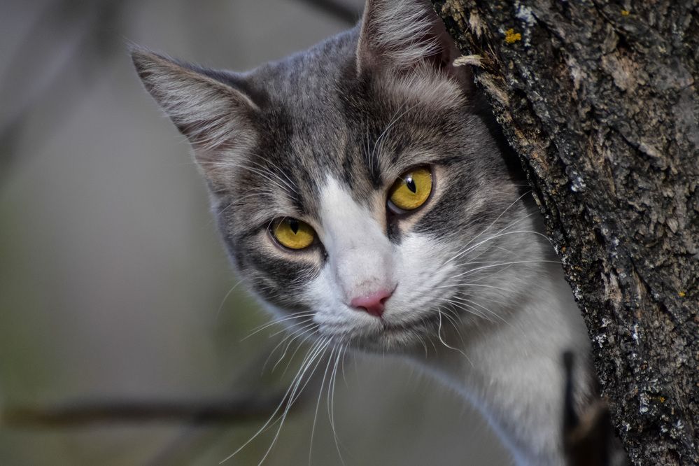Кот на дереве