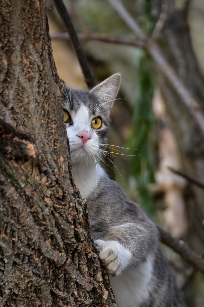Кот на дереве