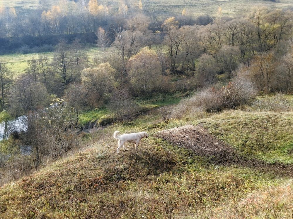 Photo 2923045