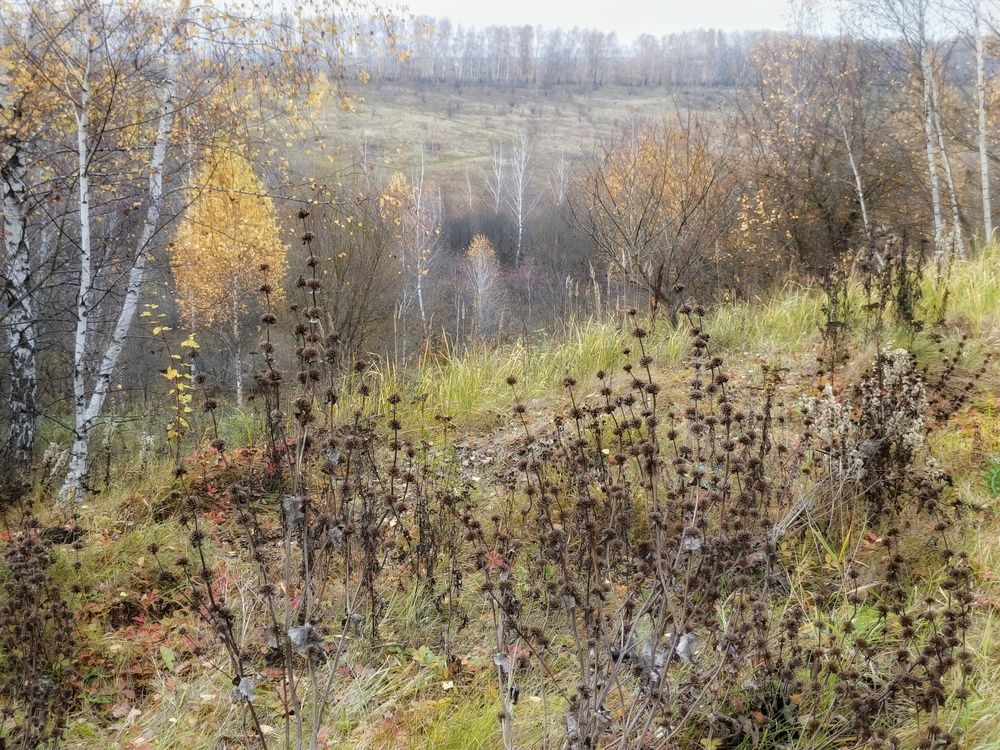 Photo 2923051