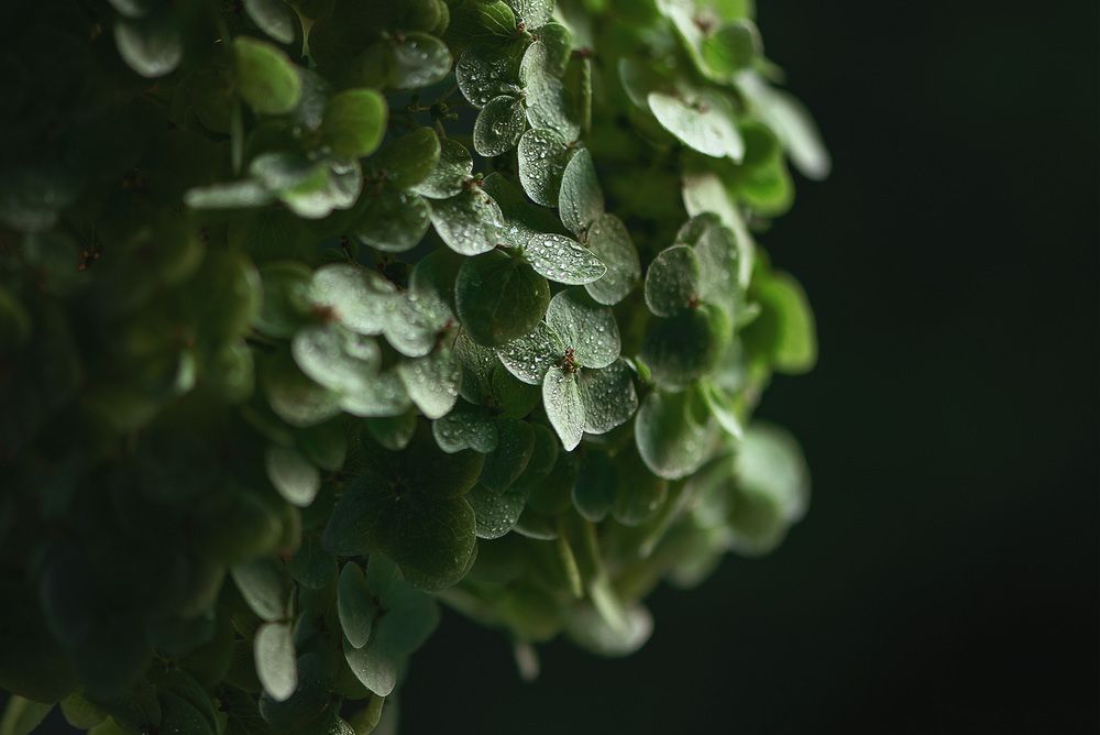 105mm f/2.8