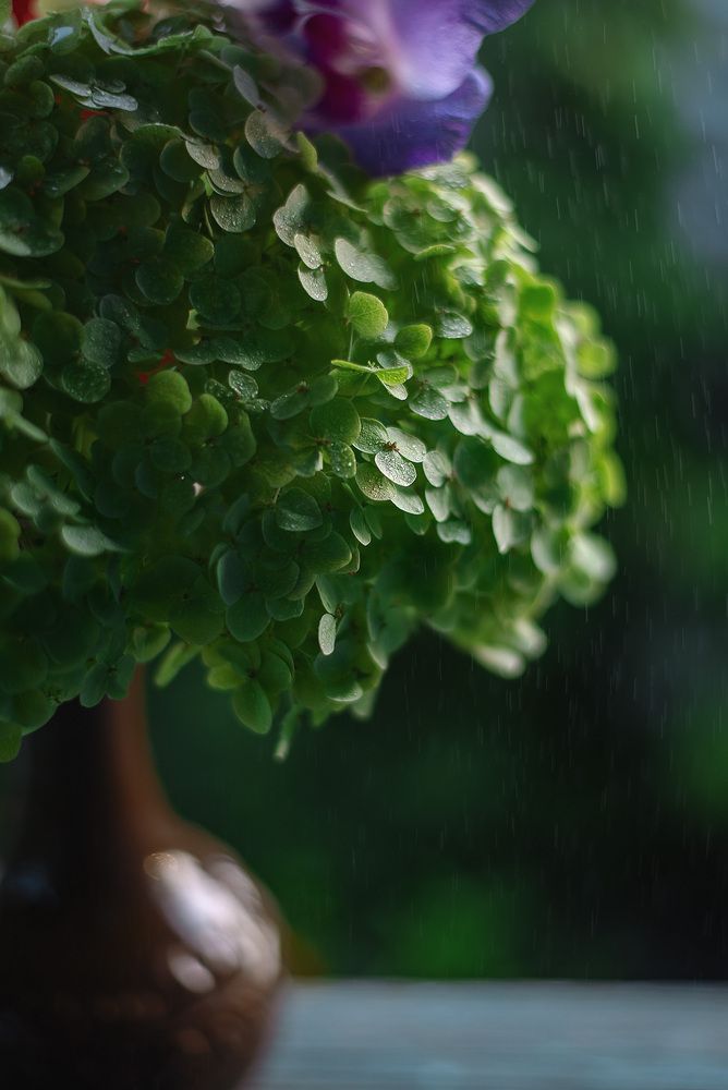 50mm f/1.8
