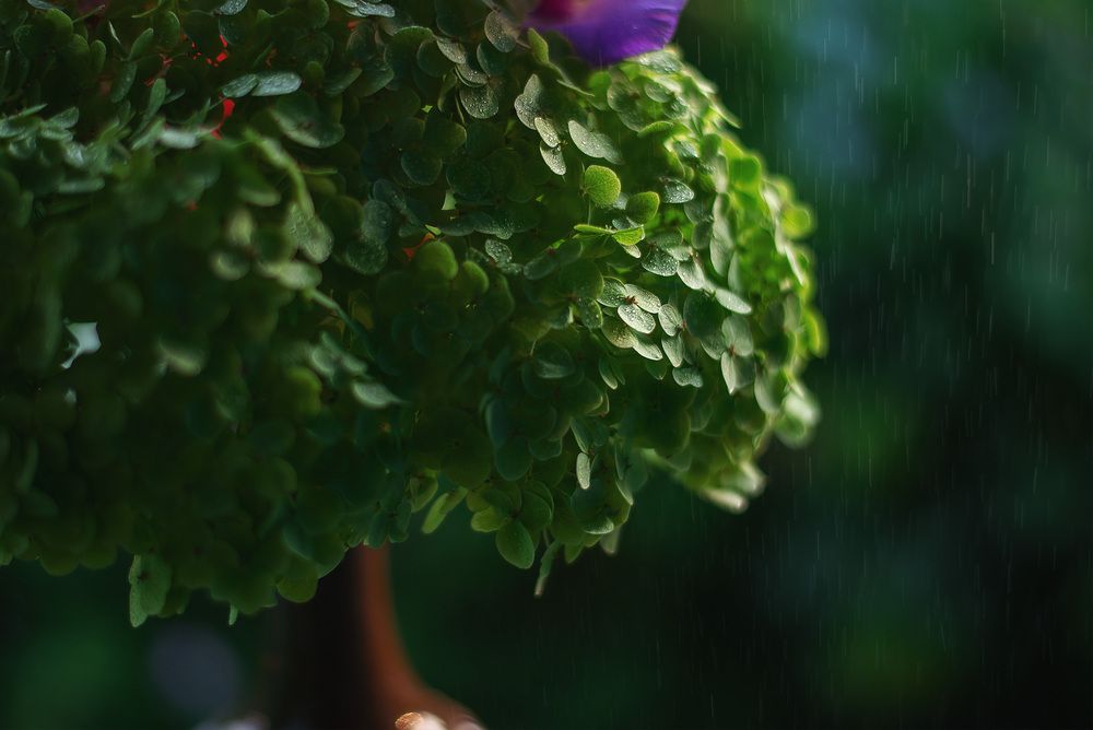 50mm f/1.8