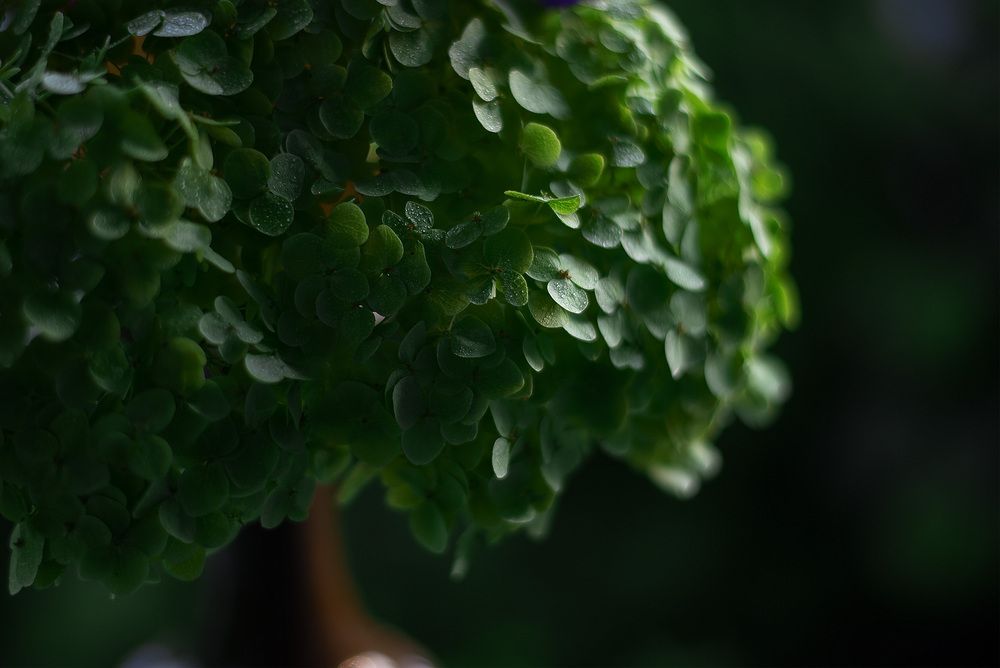50mm f/1.8