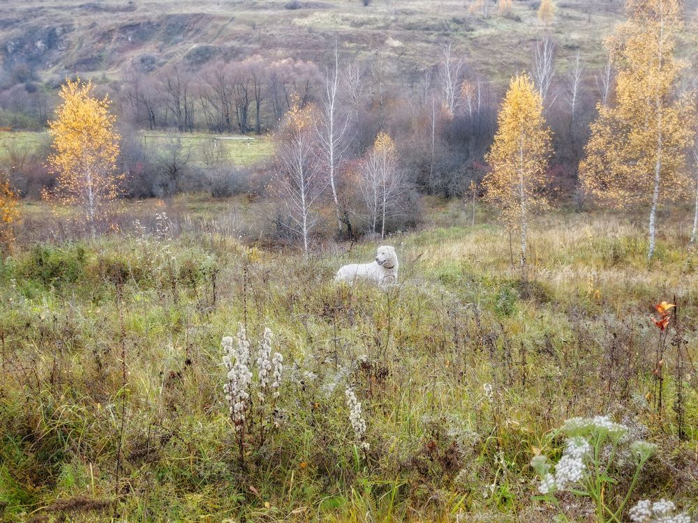 Photo 2923355