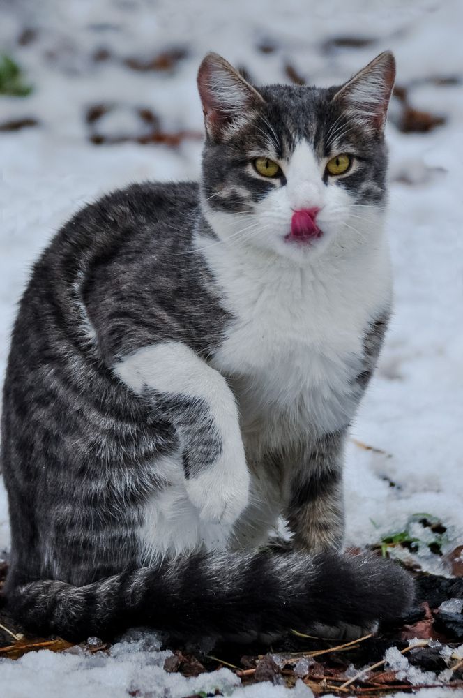 Кот и первый снег...
