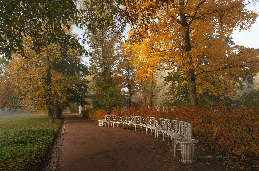 Туман в Катином парке