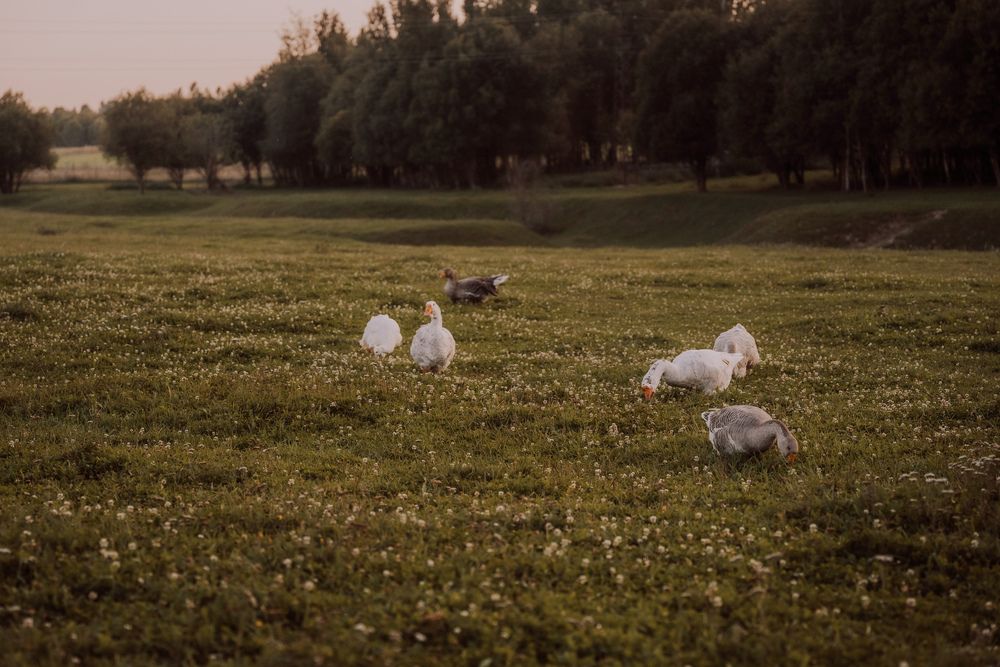 Photo 2924098