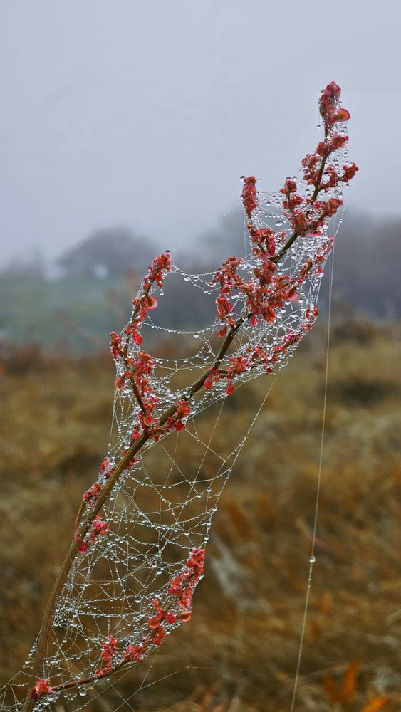 Photo 2924221