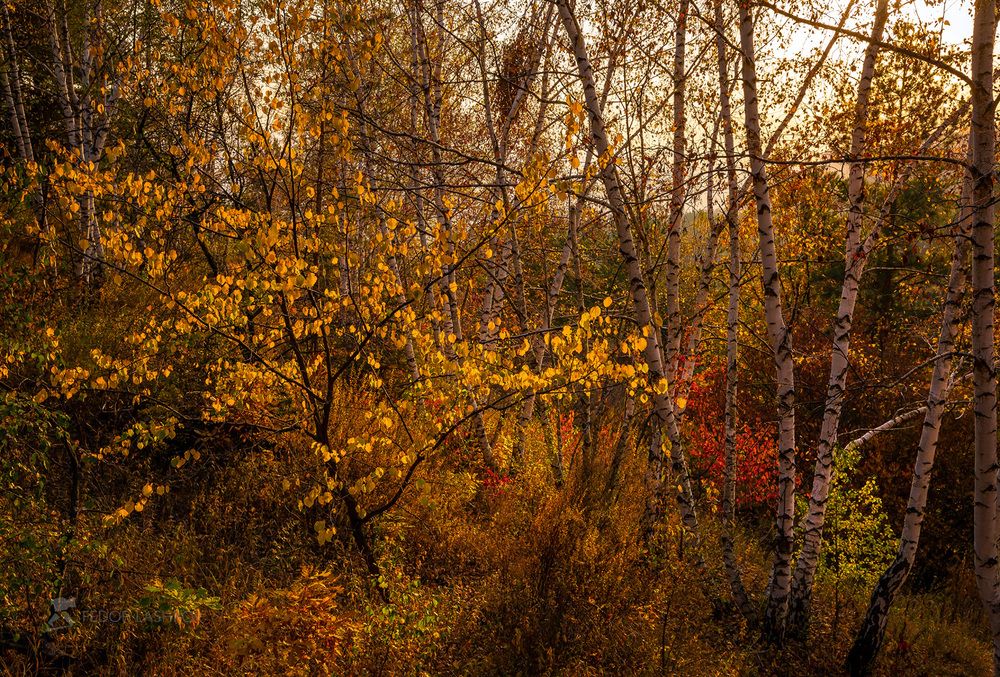 Осень в лесу