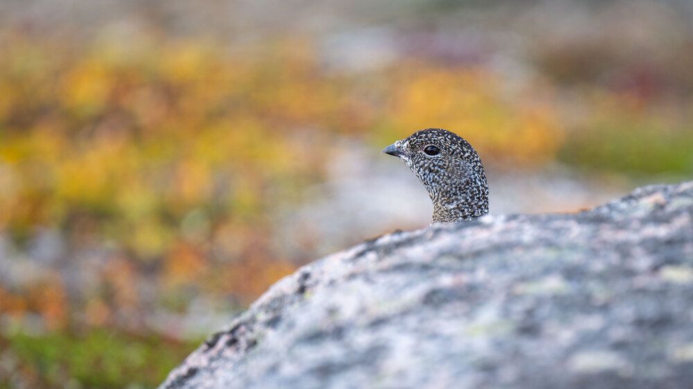 Photo 2925754