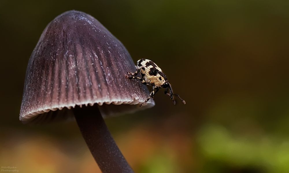 Thamiocolus sahlbergi