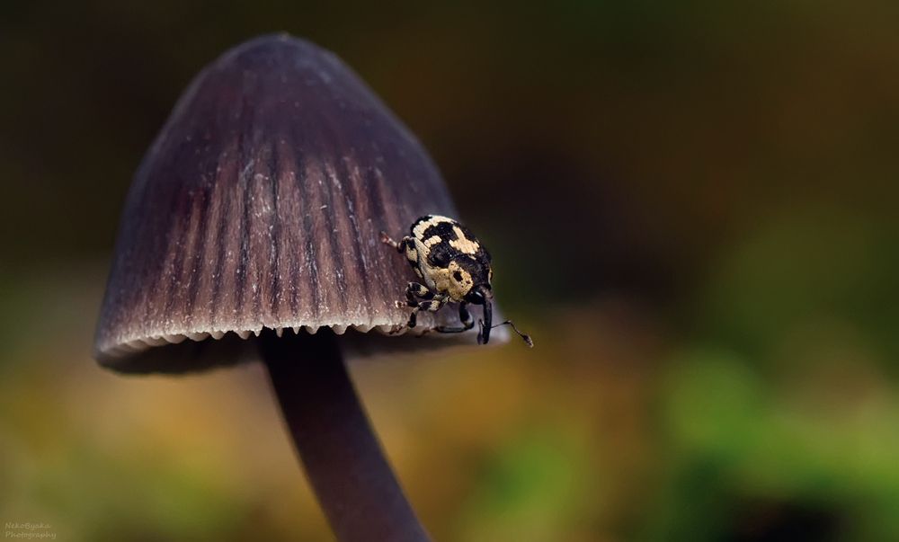 Thamiocolus sahlbergi