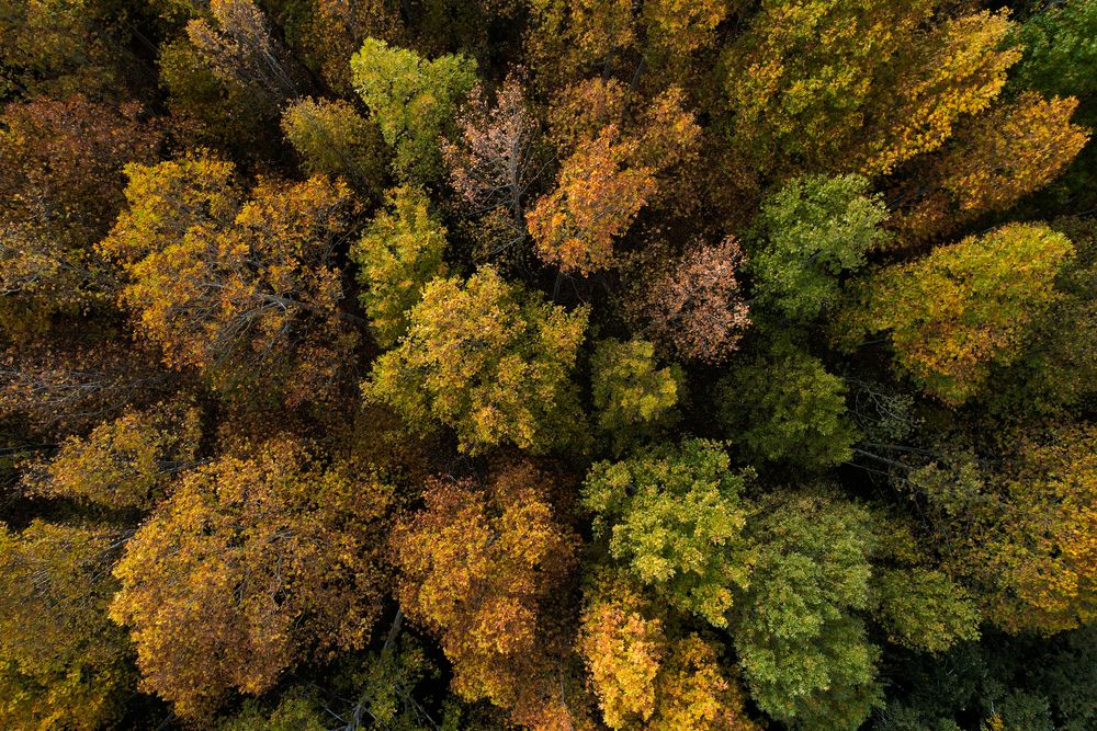Autumn