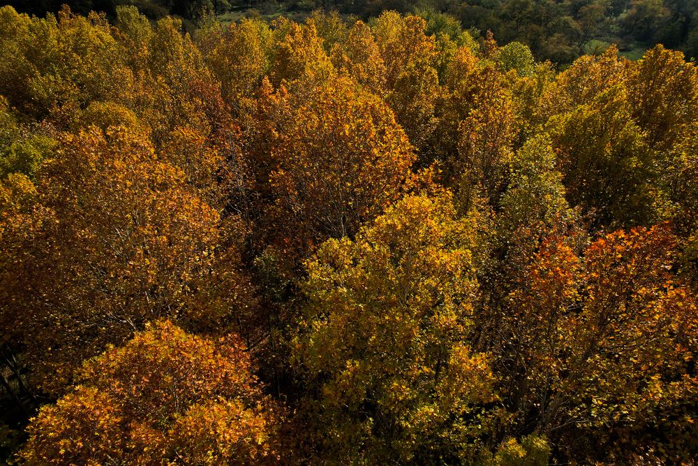 Autumn