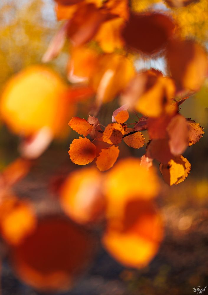 Карьеры Люторичей. Тульская область.