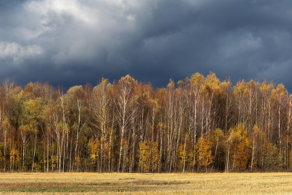 НЕоткрыточная осень