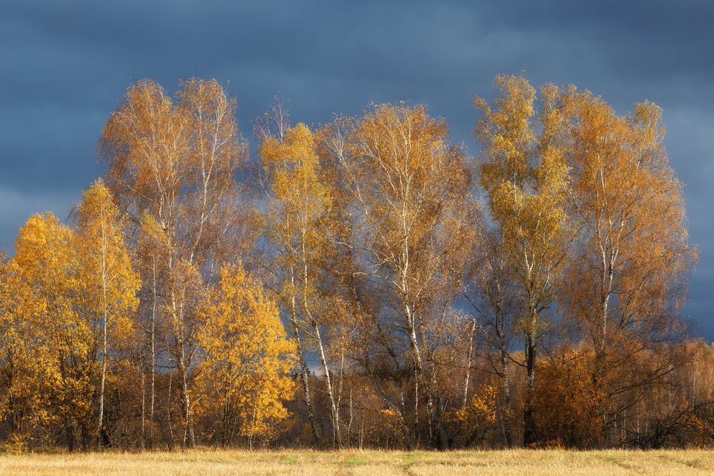 НЕоткрыточная осень