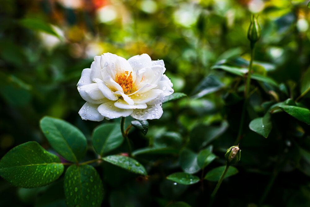Photo 2927722