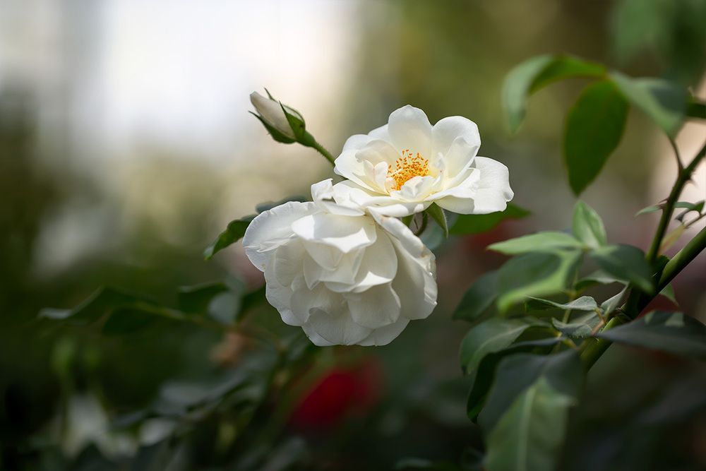 Photo 2927725