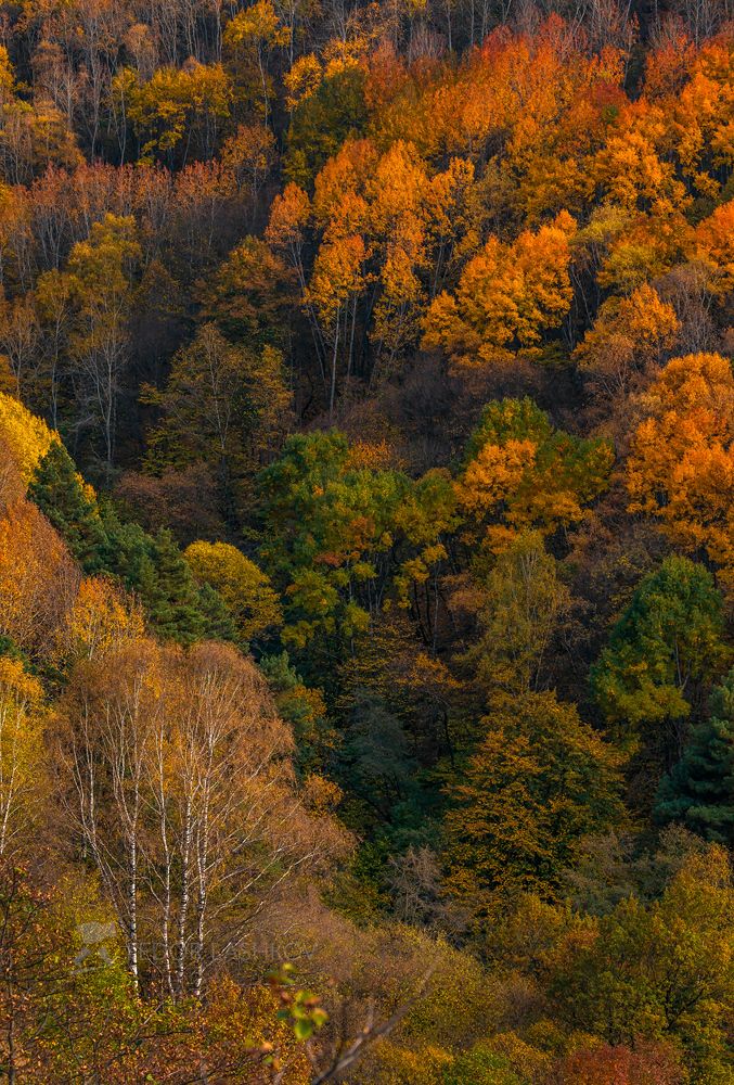 Кисловодский парк