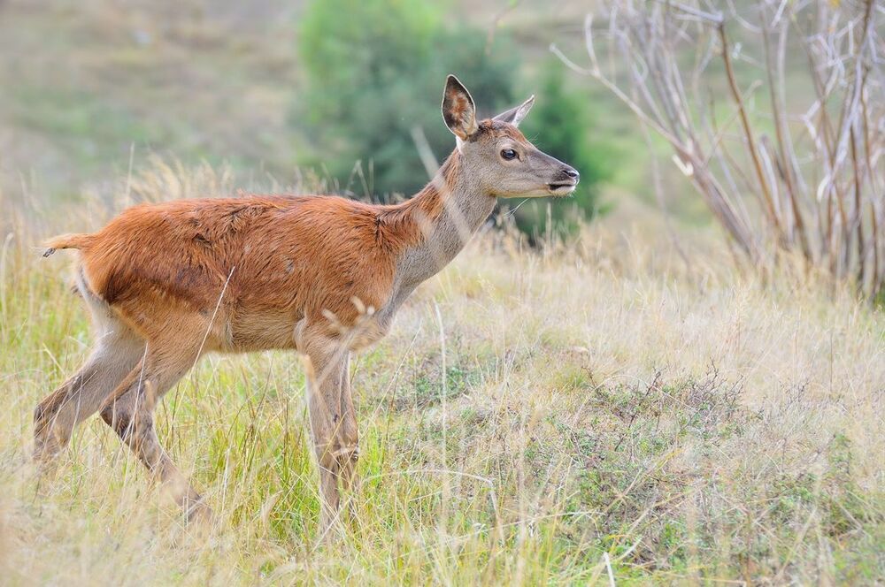 Red deer (Cervus elaphus)-young