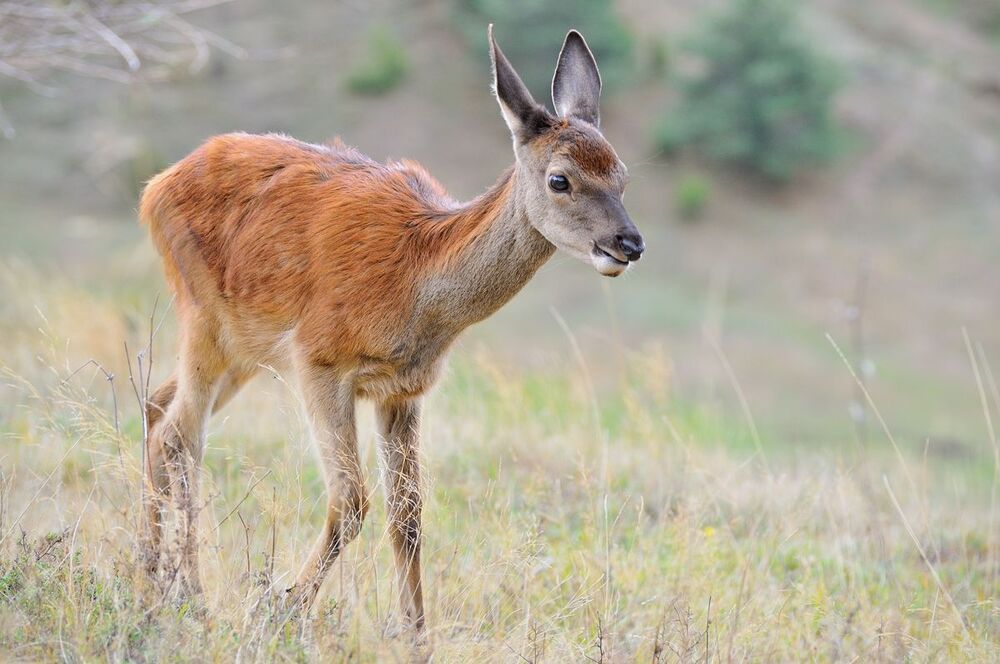 Red deer (Cervus elaphus)-young