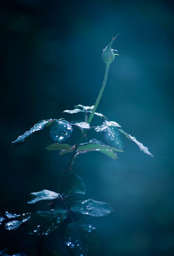 My magic garden