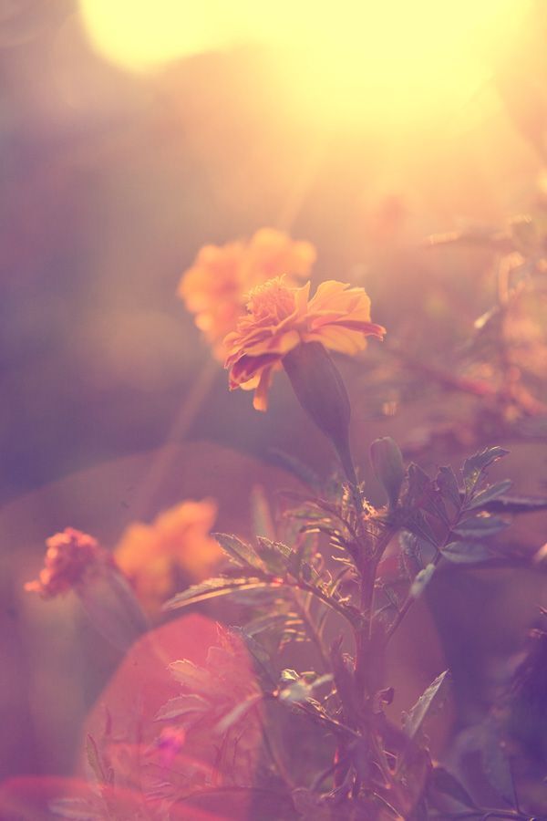 My magic garden