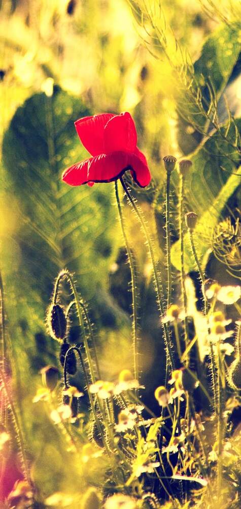 My magic garden