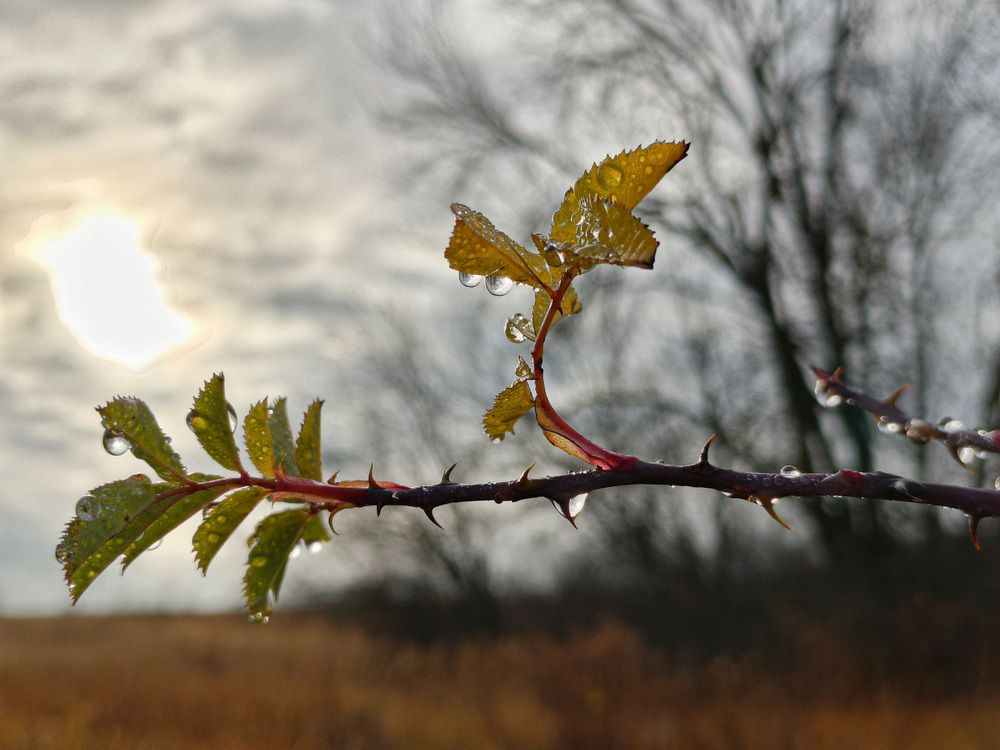 Photo 2930404