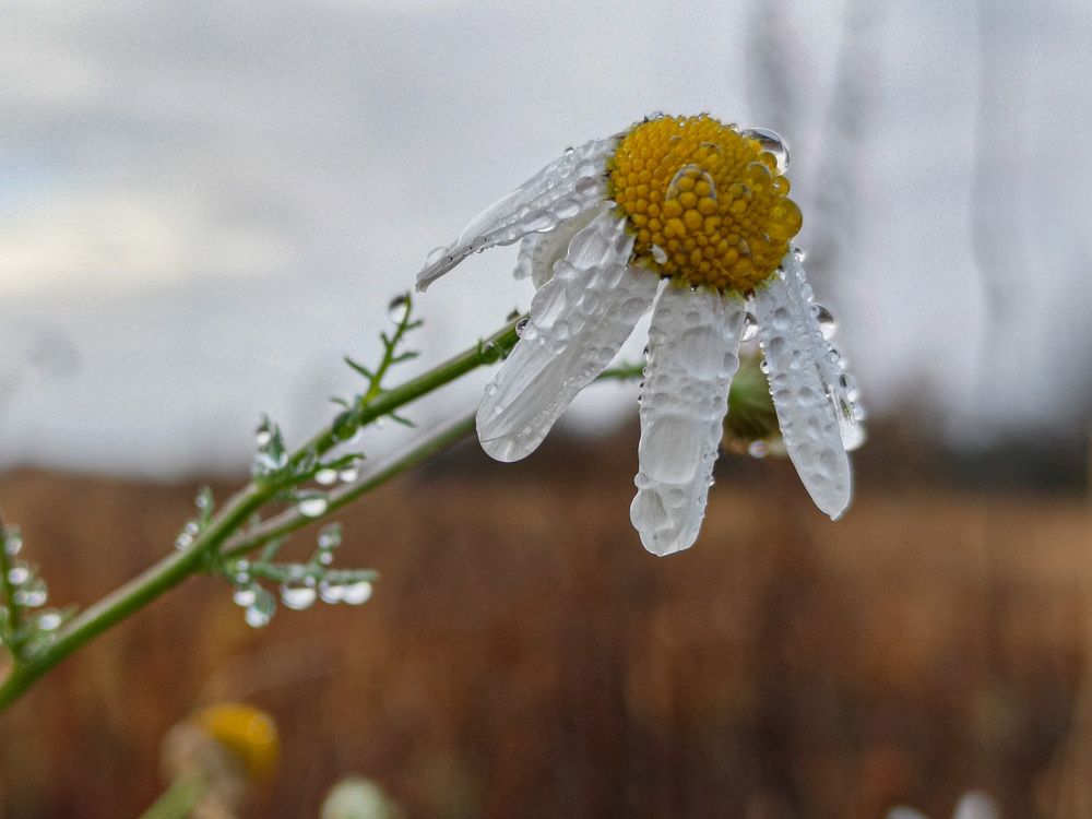 Photo 2930765
