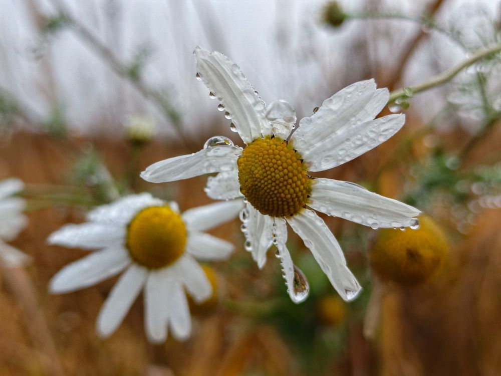 Photo 2930767