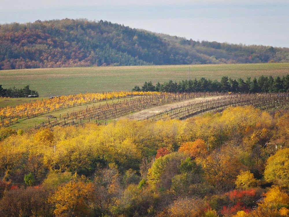Autumn mix
