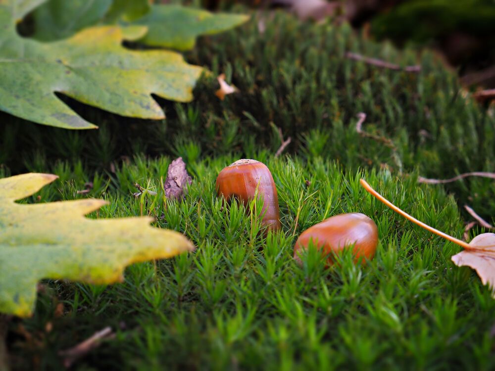 Autumn mix