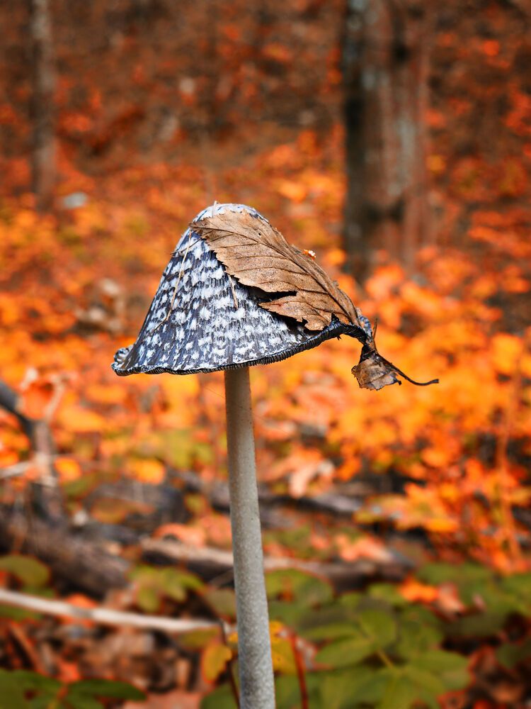 Autumn mix