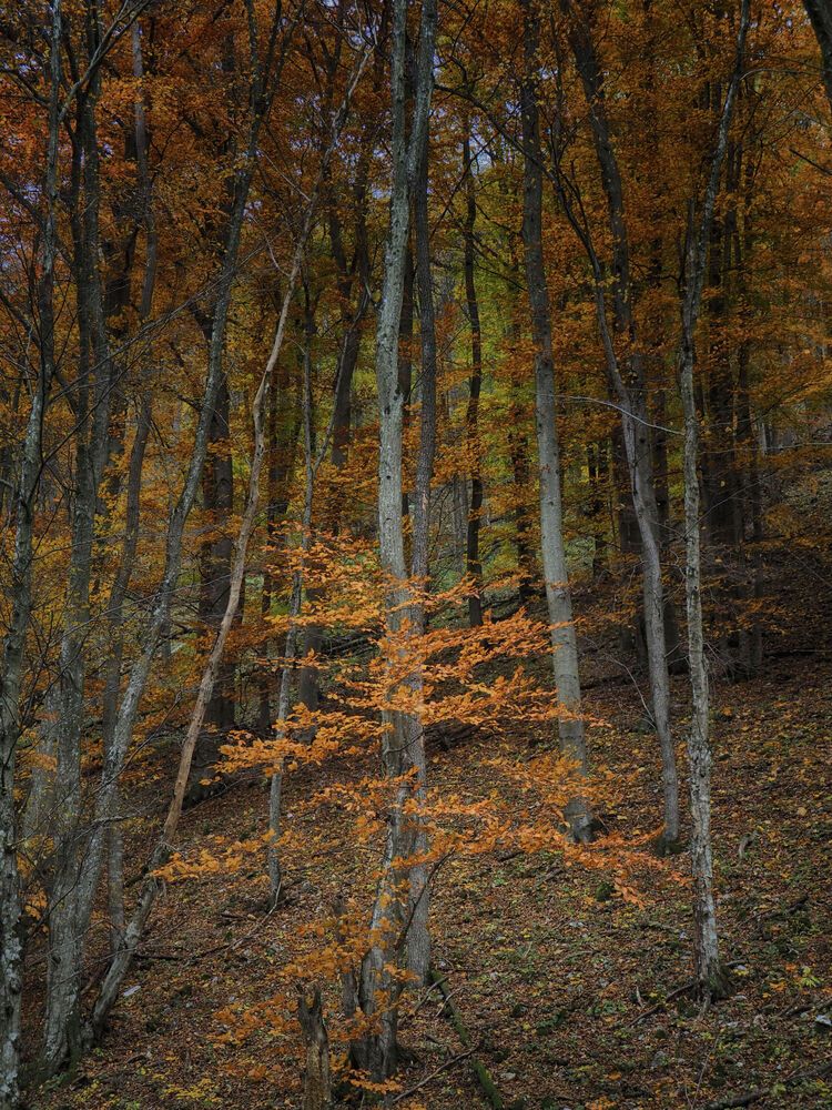 Autumn mix