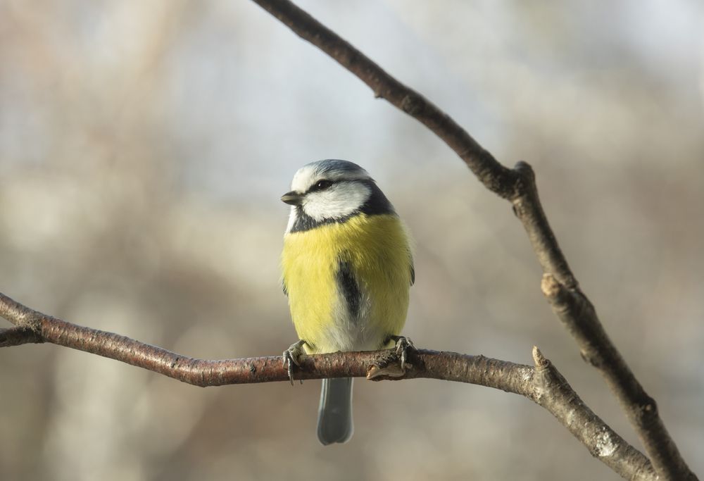 Photo 2934215