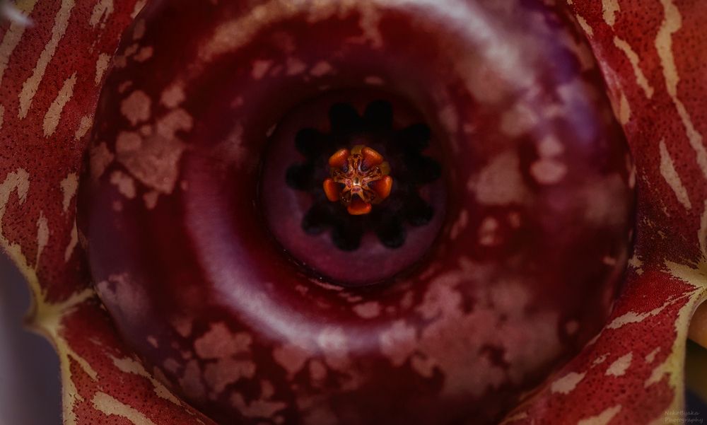 Гуэрния Зебрина вариегатная (huernia zebrina variegata)