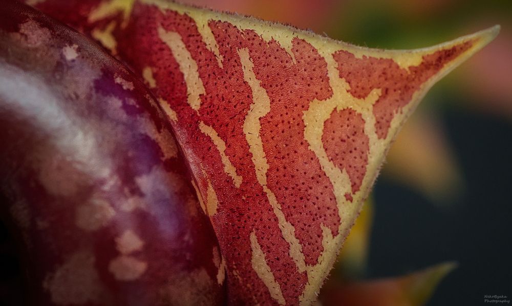 Гуэрния Зебрина вариегатная (huernia zebrina variegata)
