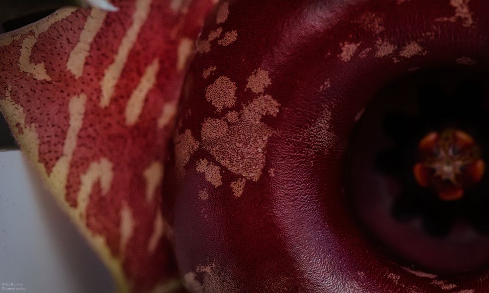 Гуэрния Зебрина вариегатная (huernia zebrina variegata)