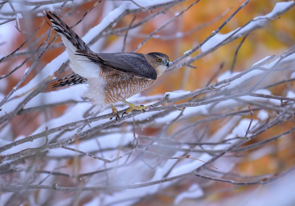 Cooper\'s Hawk